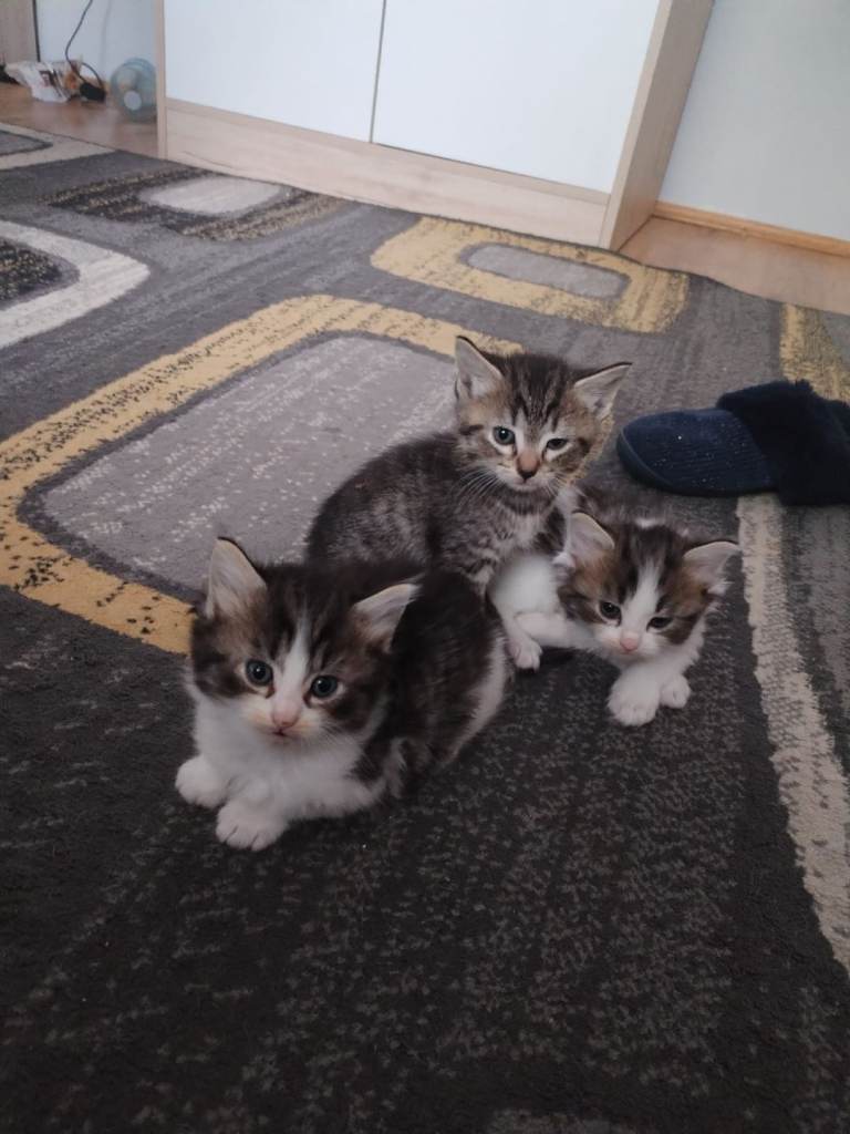 Kittens 