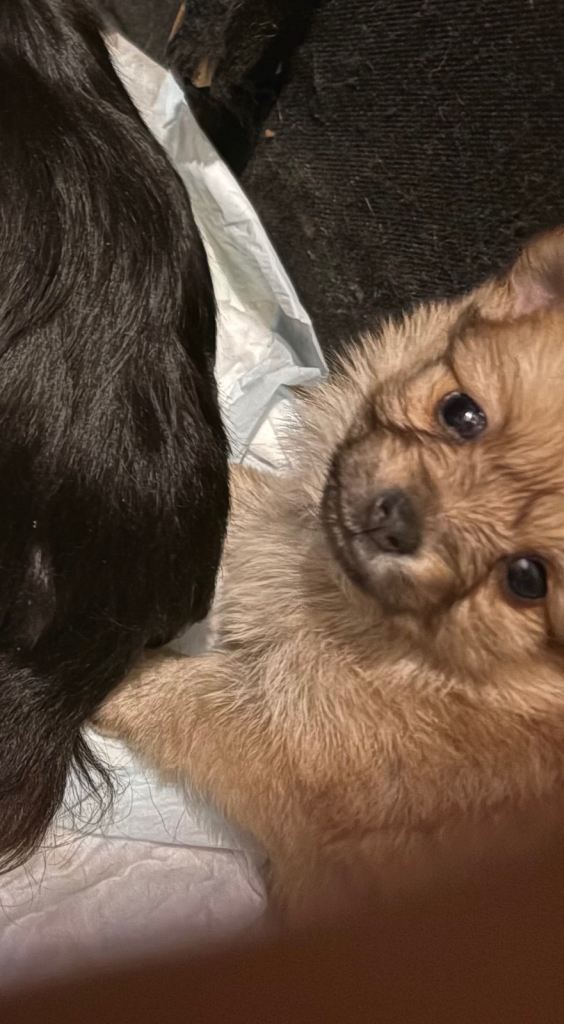 Pomchi READY NOW!!
