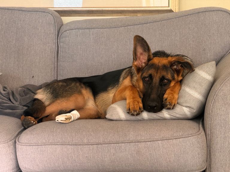 🐾 Tango – Beautiful 9-Month-Old German Shepherd Looking for Her Forever Home
