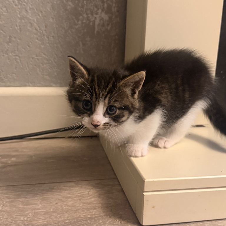 9 week old kittens 