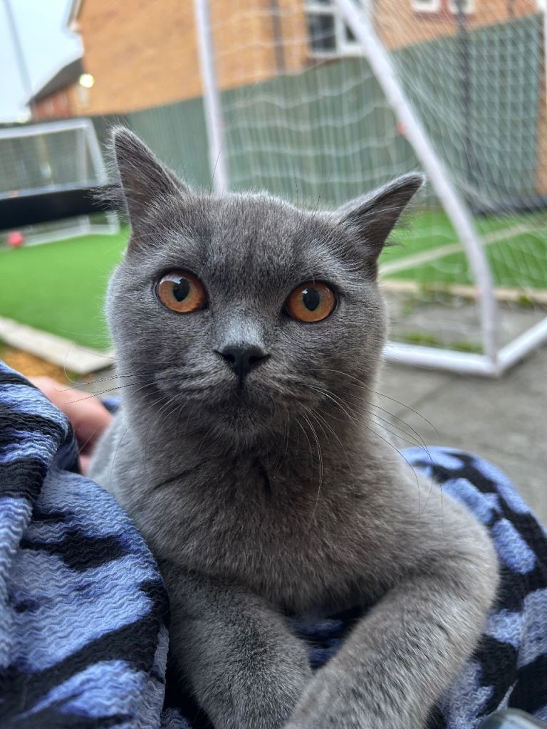 Kittens for sale, ready in 8 weeks