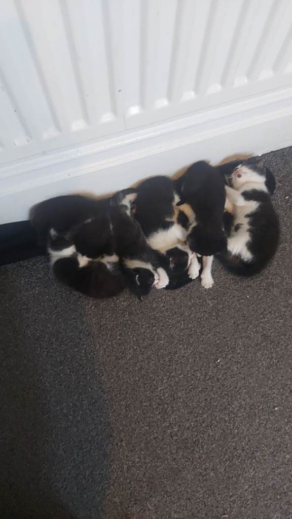 kittens and Cats 