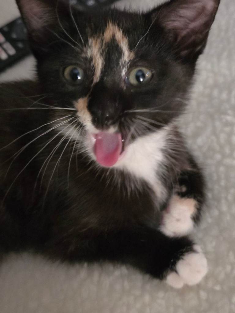 Female kitten for sale