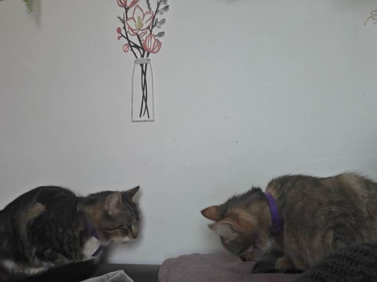 Two cats looking for home