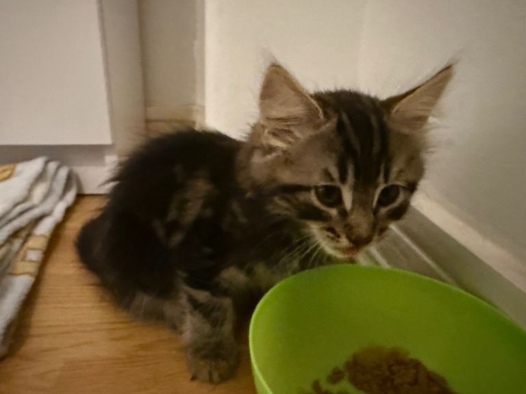 Adorable 9 Week Old Kittens. Fluffy Tabby & Black Mix - Ready for Loving Homes.