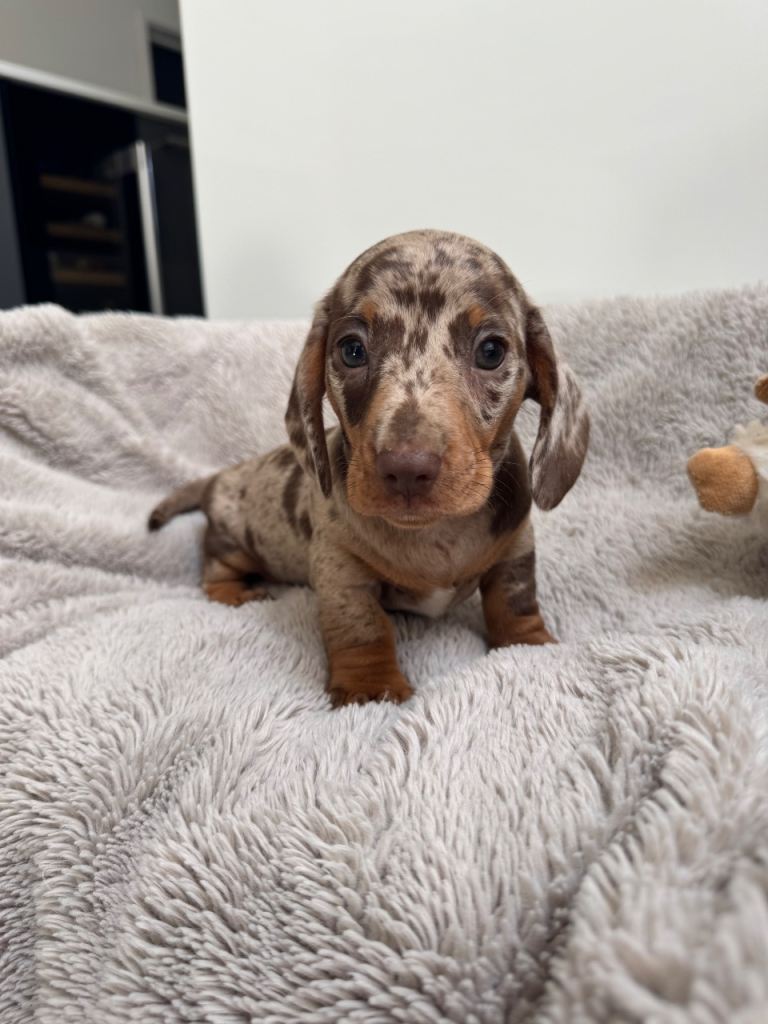 Miniature dachshund 
