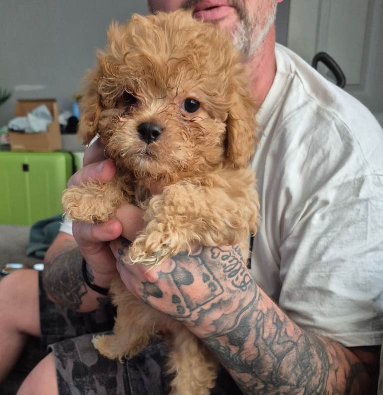 Puppies 