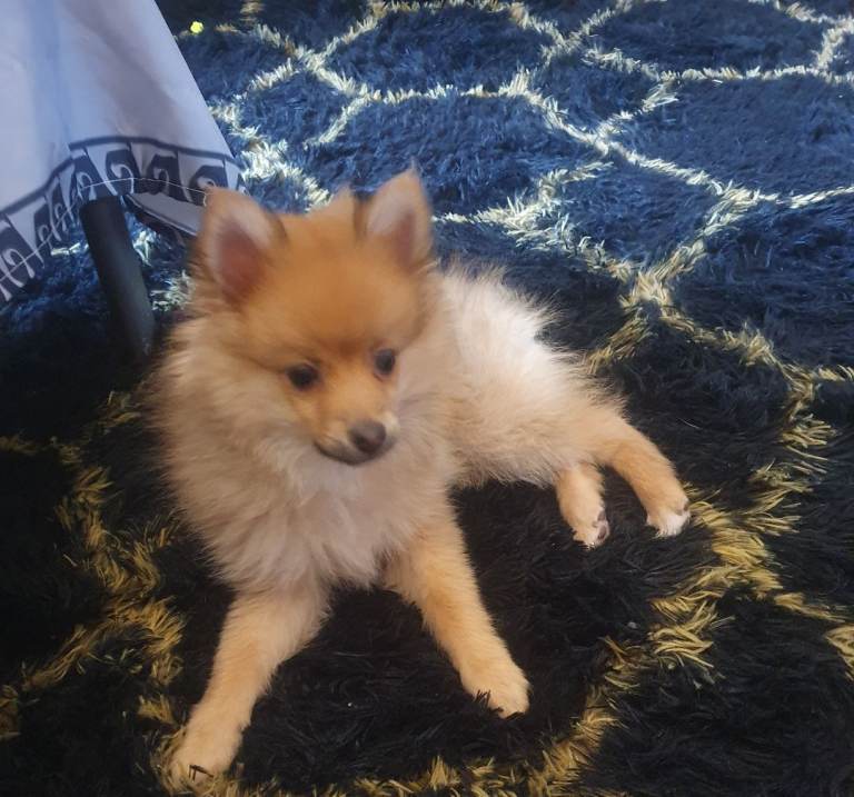Puppy  pomerang