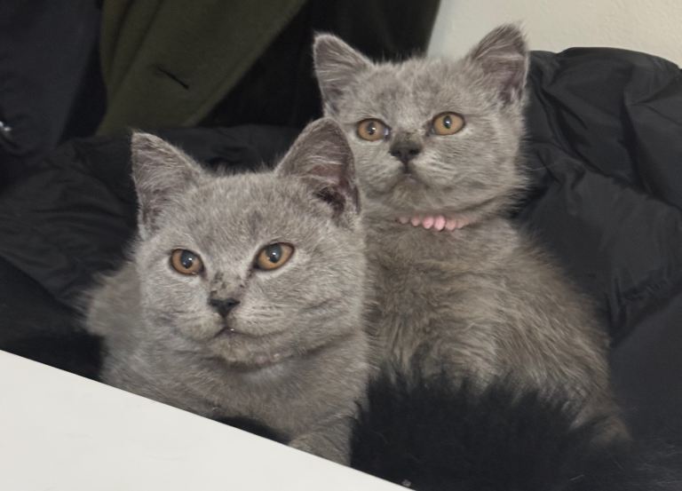 2 Beautiful British Shorthair Girls available 