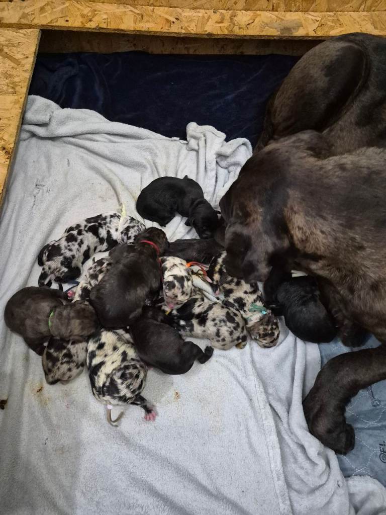 Exotic Merle cane corso pups