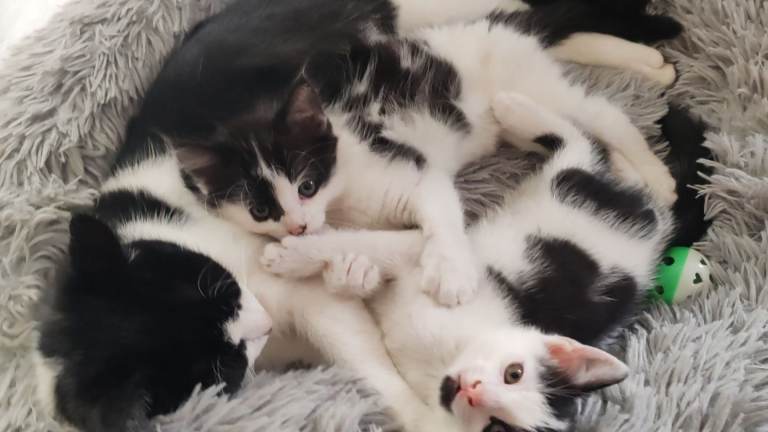 kittens 