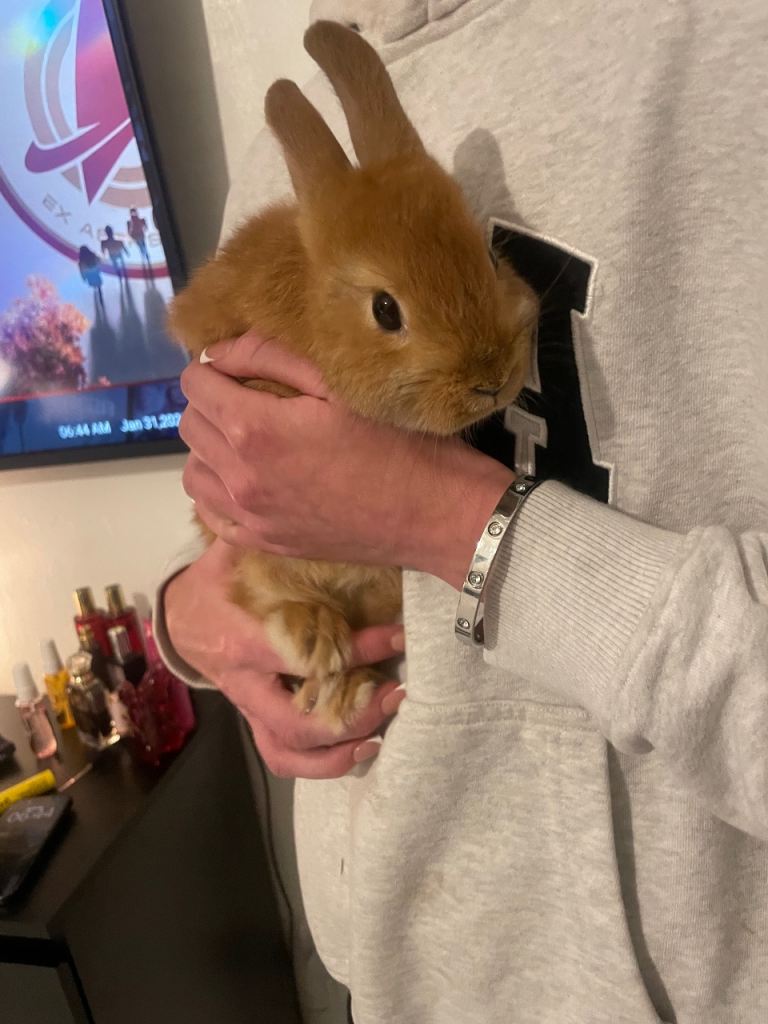 Netherland dwarf female 