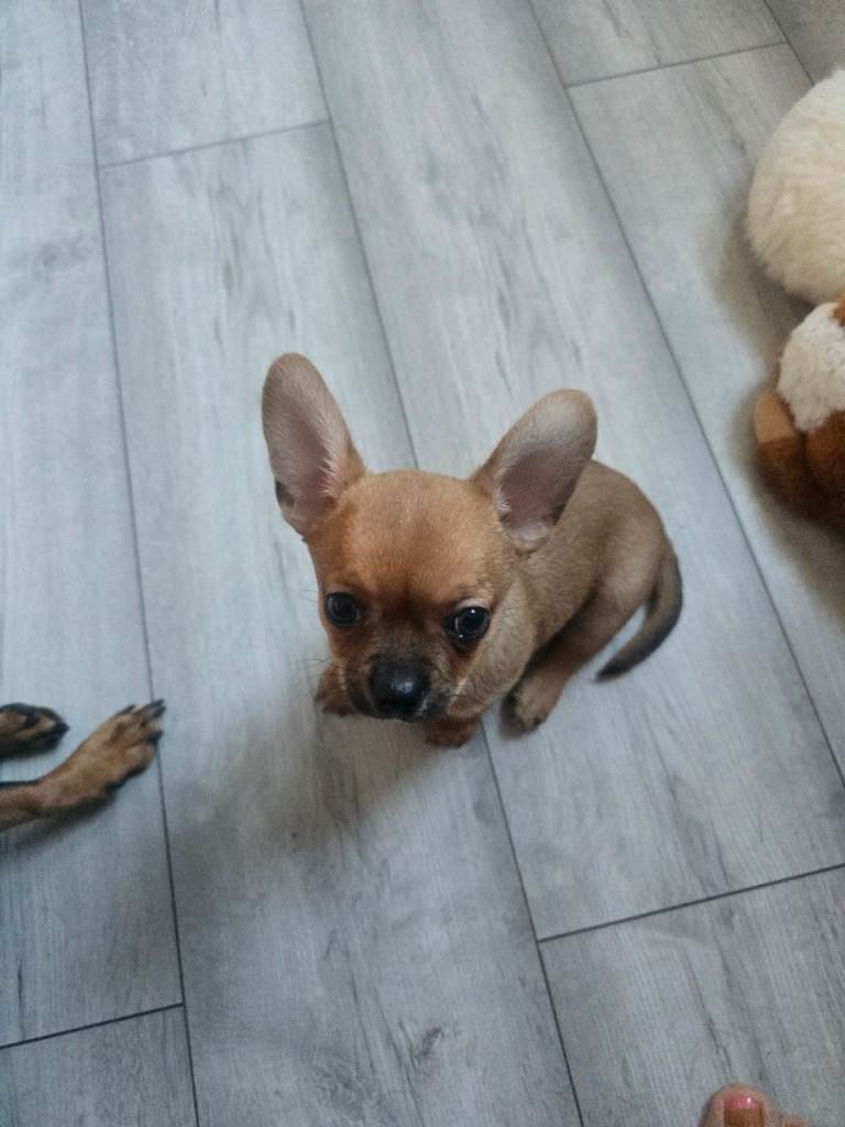 Chihuahua mix puppies 