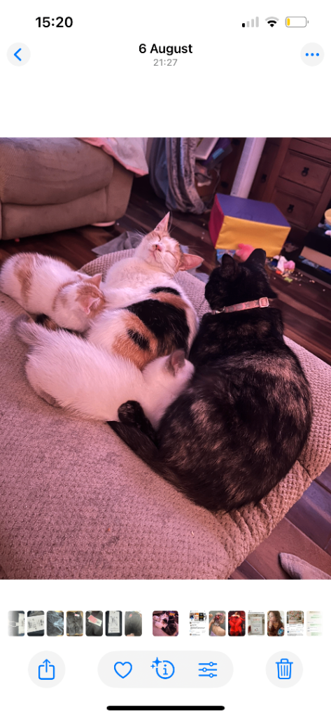 Adult female cat needs loving home 