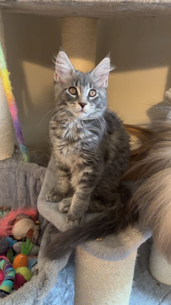 Blue silver female mainecoon