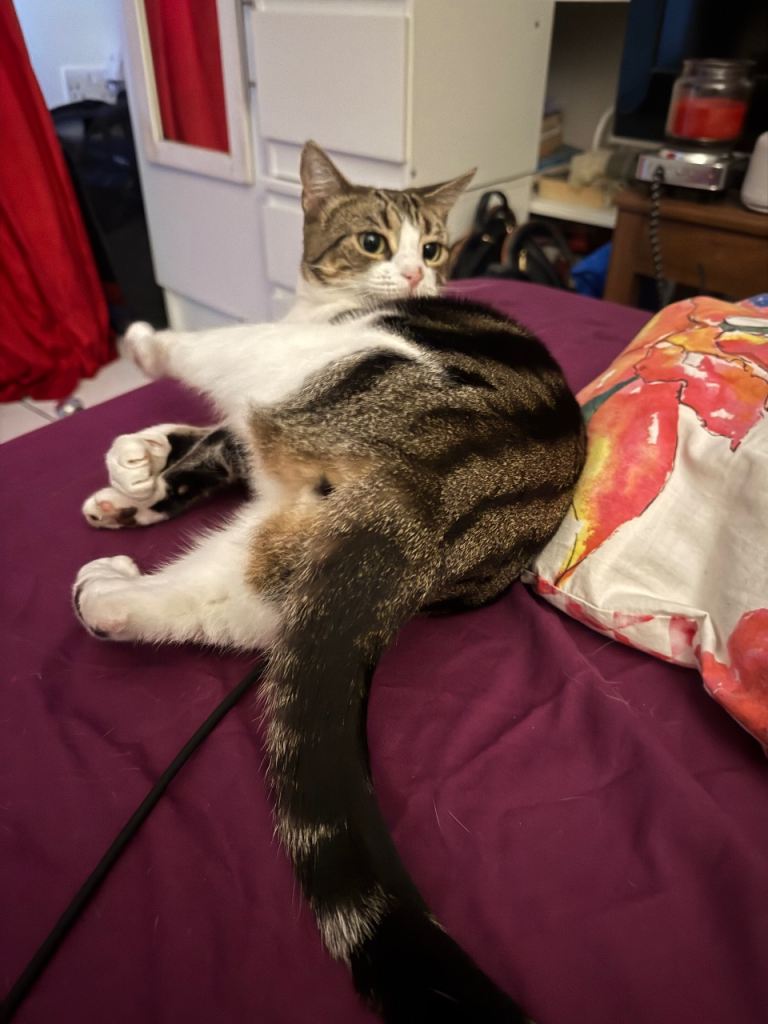 Help find a forever home for Mila💕🐱