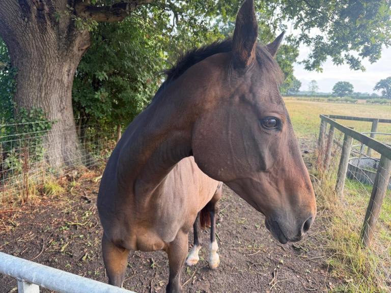 Stables x 4 + 14 acres of grazing land & 6 brand new paddocks