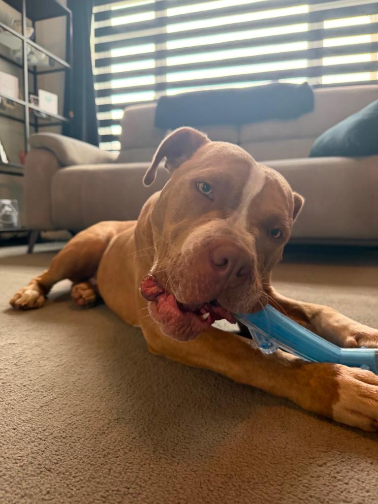 Staffy x Boxer
