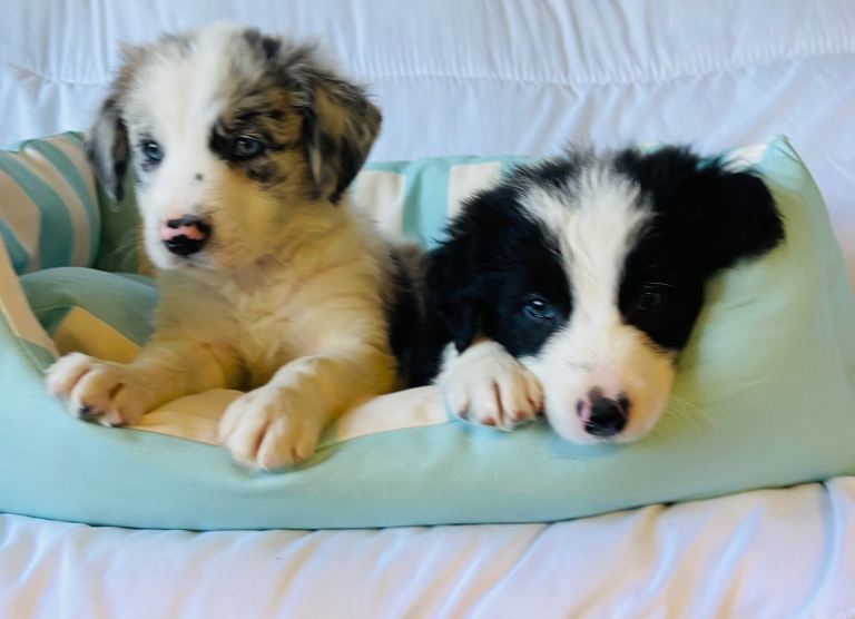 Border Collie merle and traditional puppies for sale . 