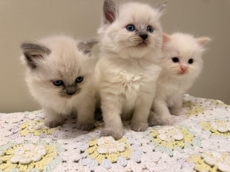 Beautiful ragdoll babies! 🐱🐱🐱