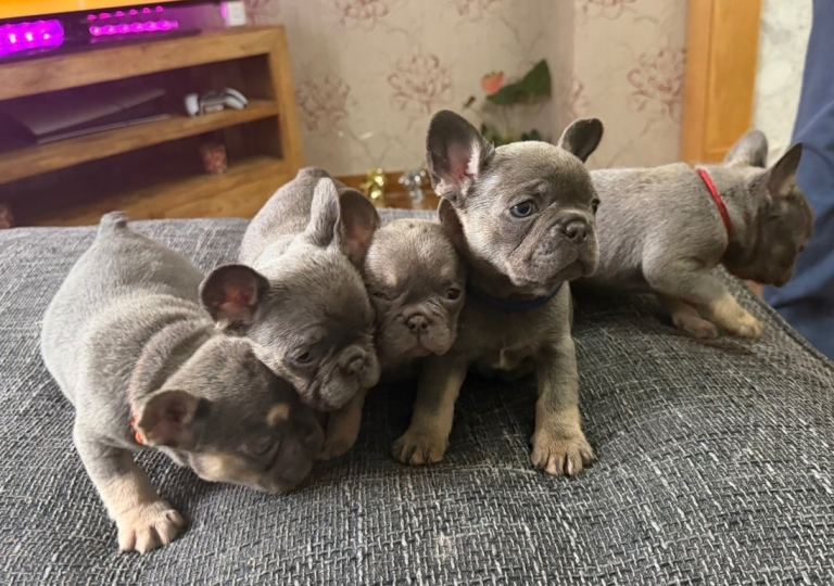 French bulldog 