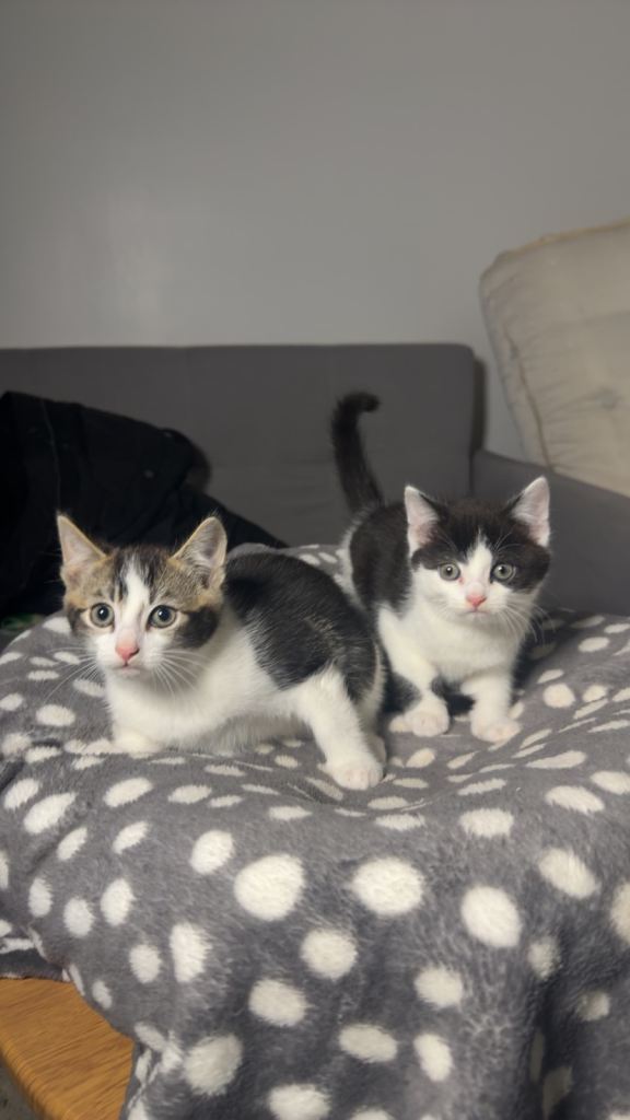 Beautiful Mixed-Breed Kittens – 9 Weeks Old (1 Female, 1 Male) 🐾
