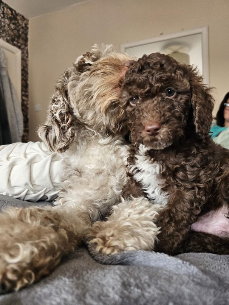 3 x Cockapoo puppies for sale, Portsmouth 
