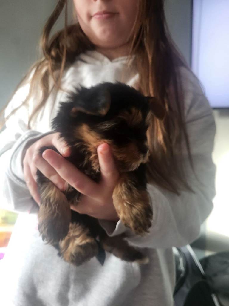 3 Yorkshire terrier puppies 8 weeks old ready to leave now 1st vaccines done