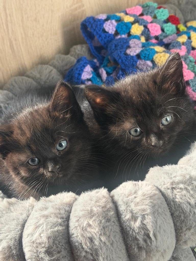 Kittens