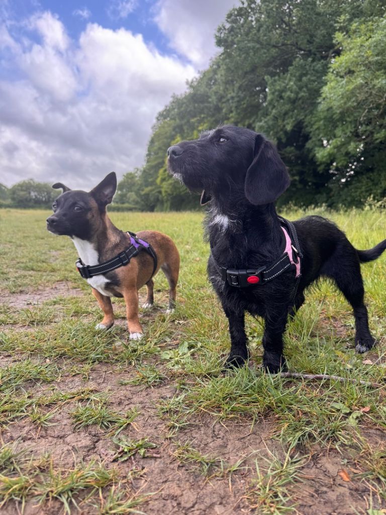 2 puppies for sale chihuahua x and Doxiepoo 