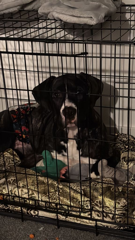 Lovely 3 month old bullmastiff 