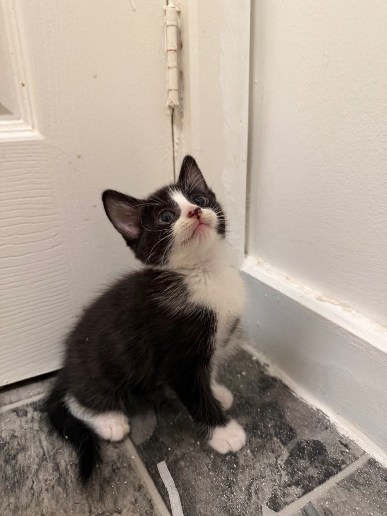 2 adorable female kittens
