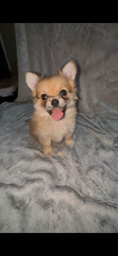 Pomchi Puppies
