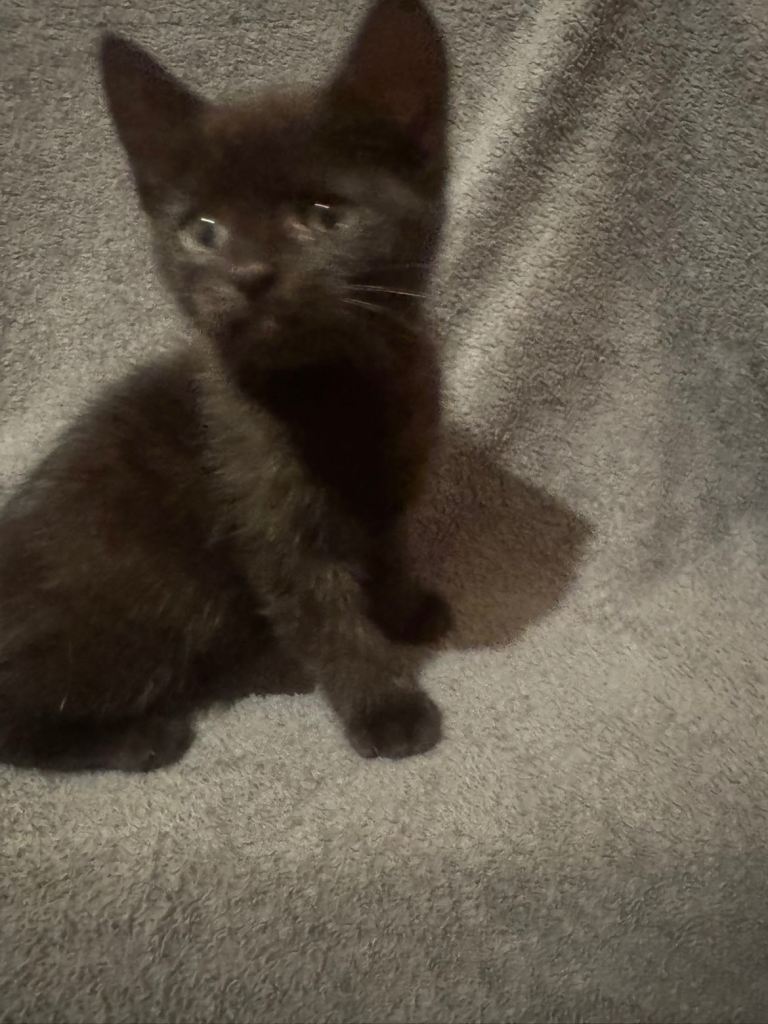 Kittens for sale