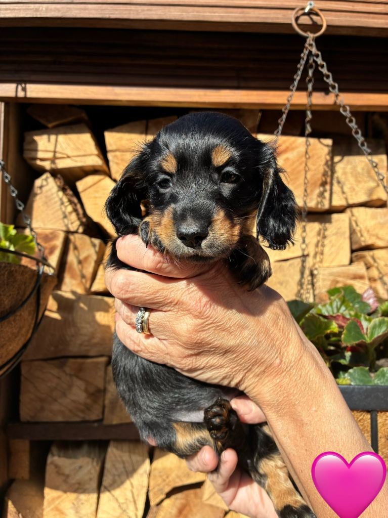 Miniature Dachshund Puppies 