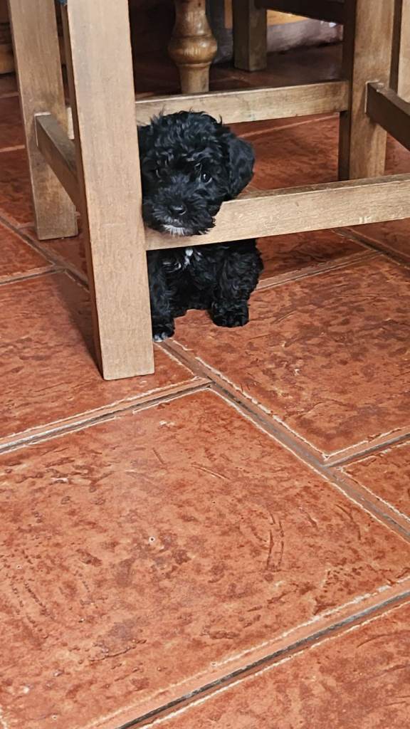 Beautiful Schnnodle Pups