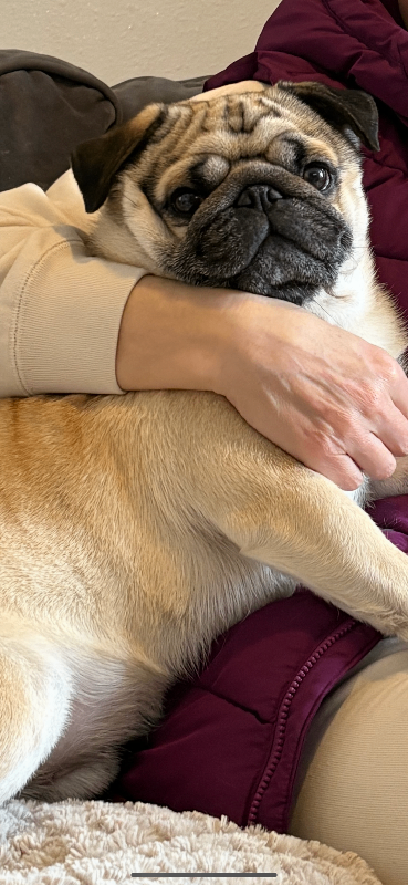 3 year old pug for sale 