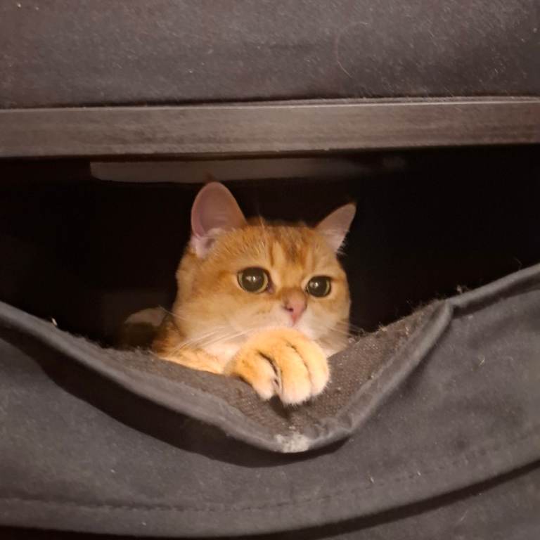 Golden black tip british shorthair