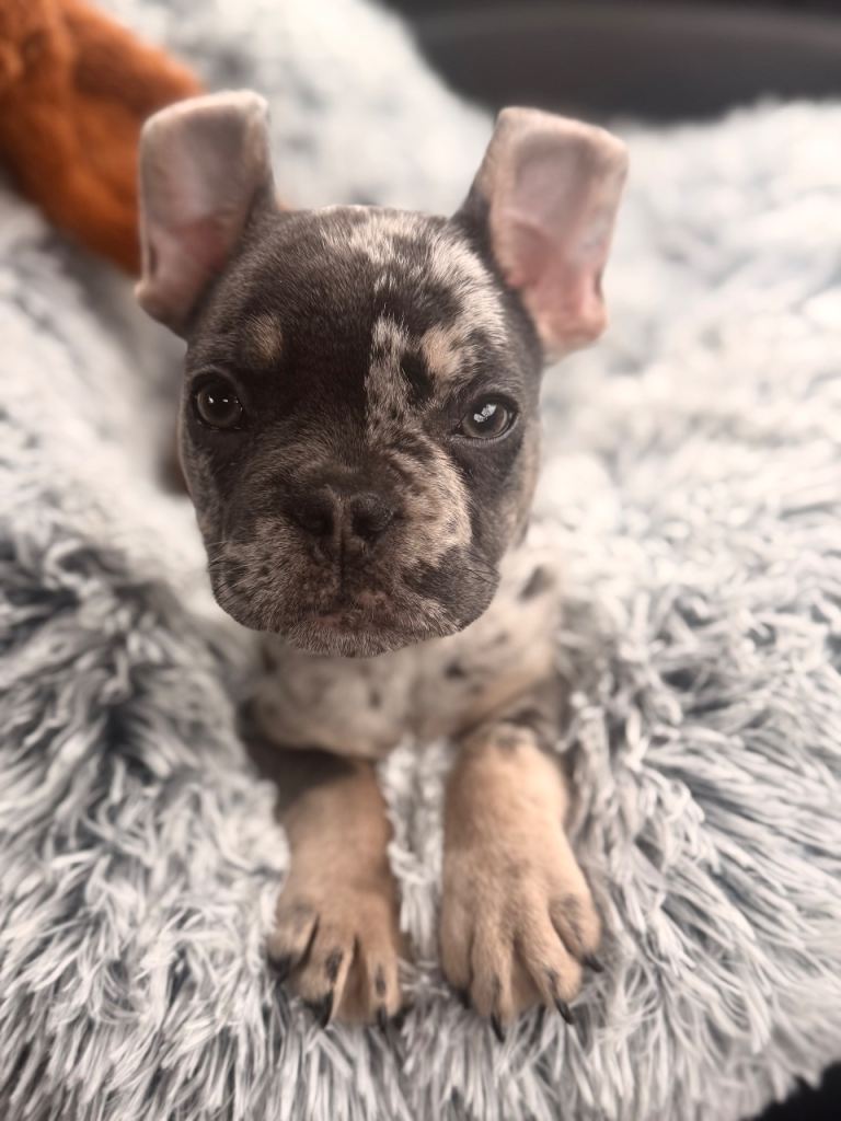 Merle French Bulldog 6 Months Old 