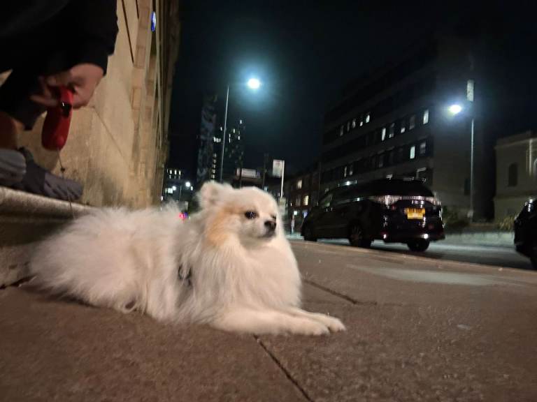 White male Pomeranian for sale