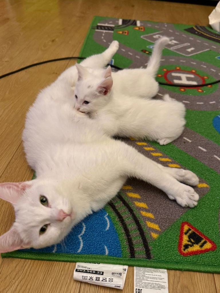 2x Pure White Turkish Angora female kittens