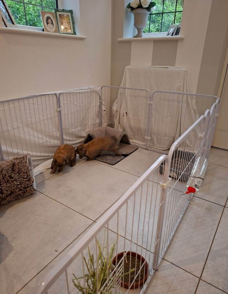 Large indoor house or playpen for pets