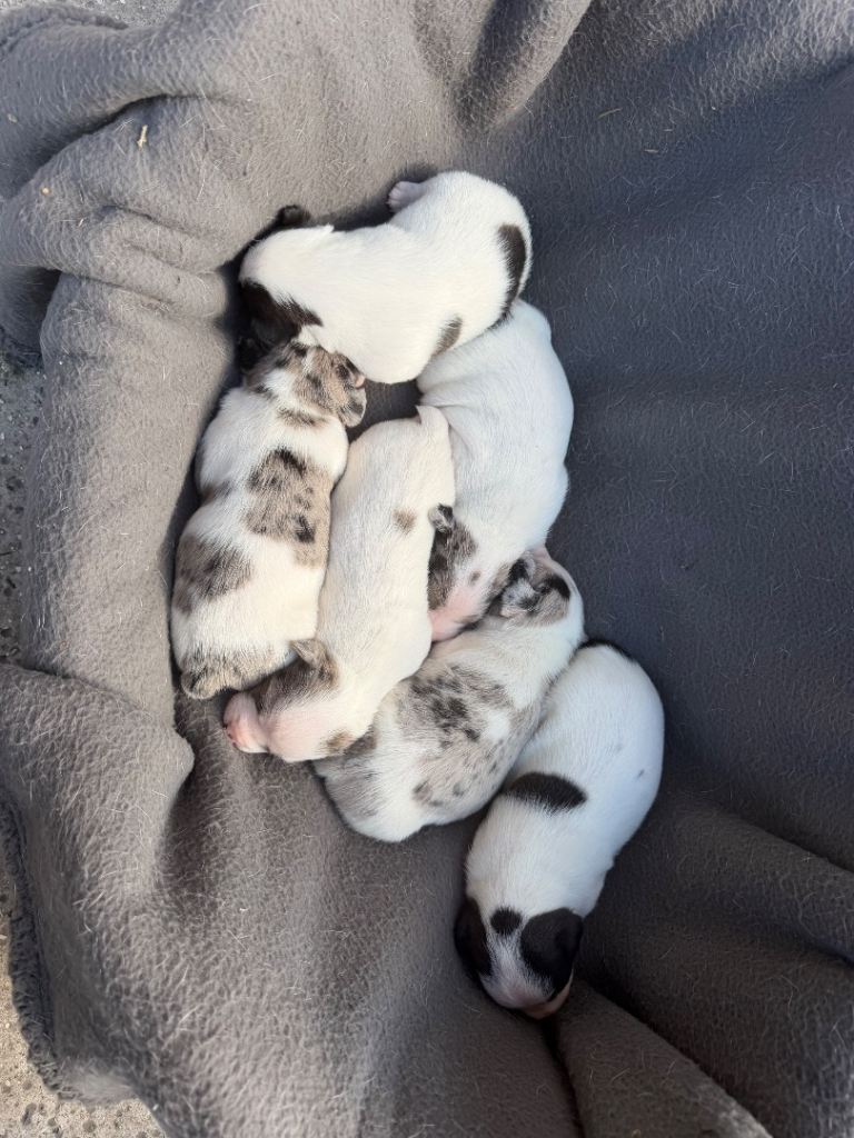 Jack Russell Puppies 