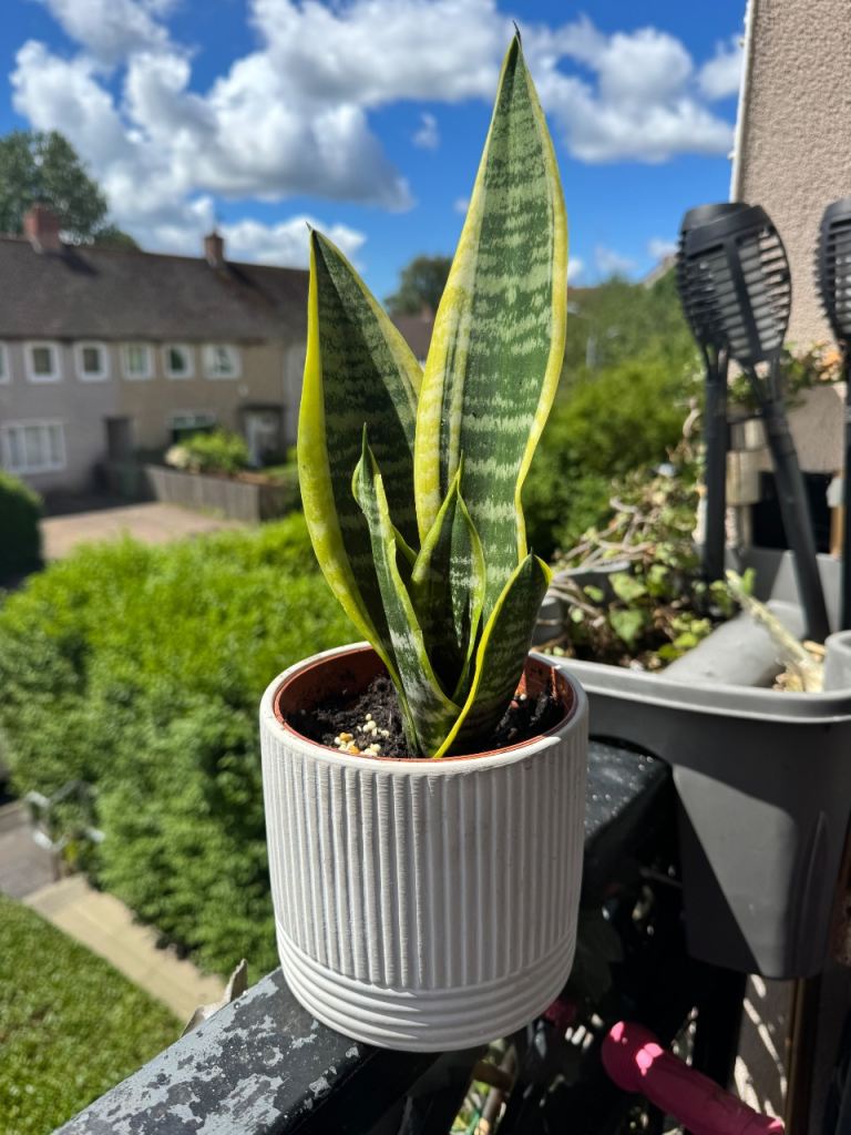 Snake Plant in Ceramic Pot 