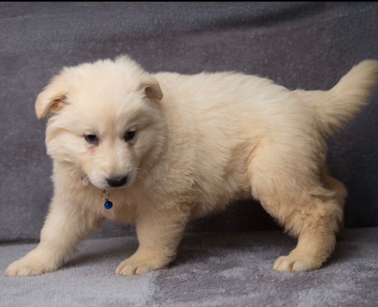 EXCEPTIONAL WHITE GERMAN SHEPHERD PUPPIES FOR SALE
