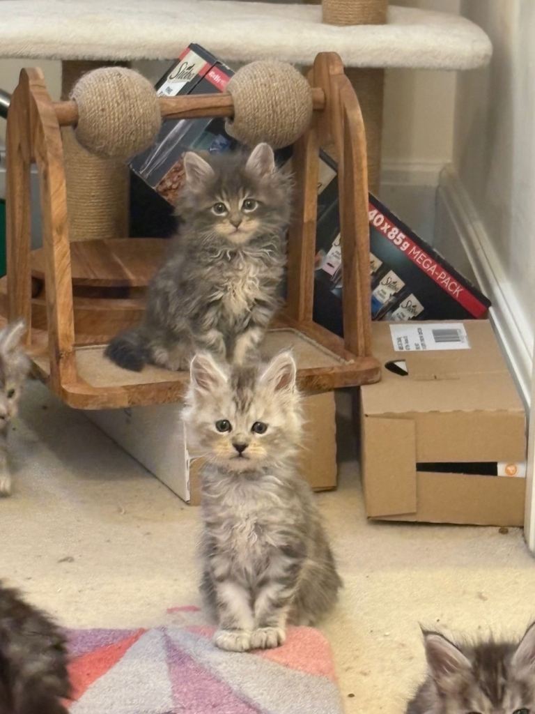 Gorgeous silver tabby Maine coon girls