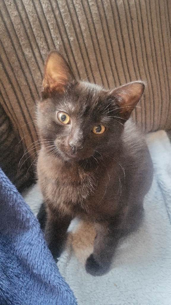 Female 10 week old kitten 