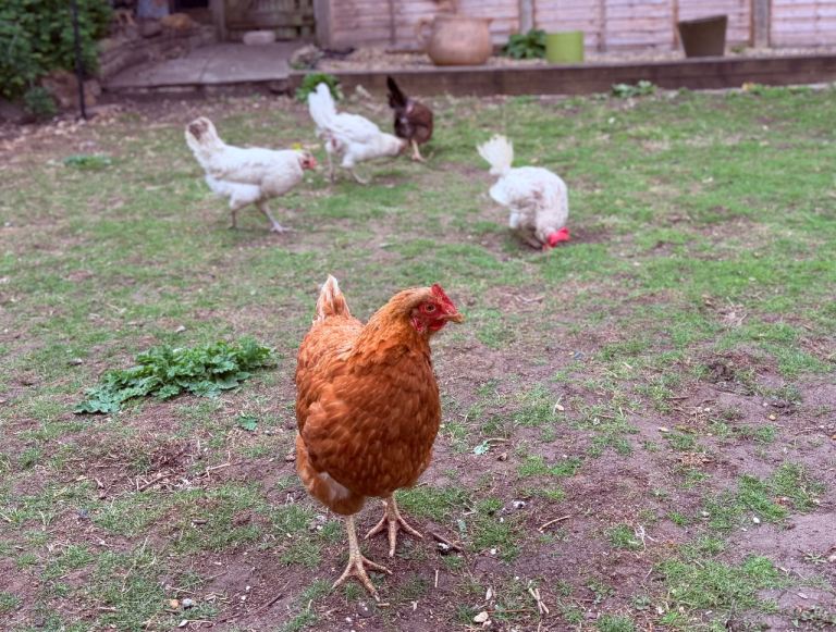 Chicken 