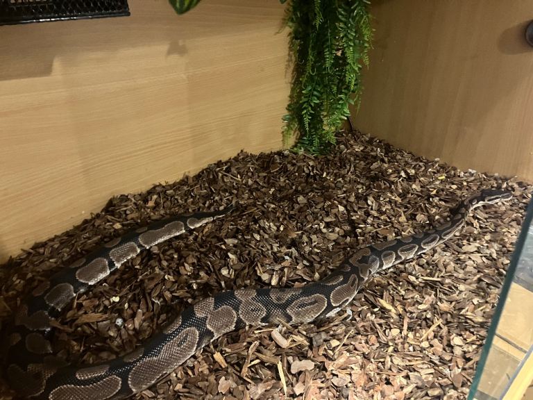 Python