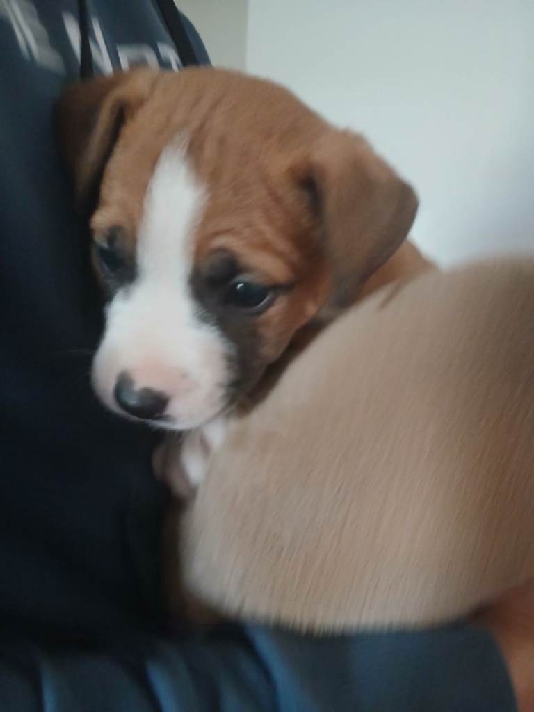 Puppys cross breed